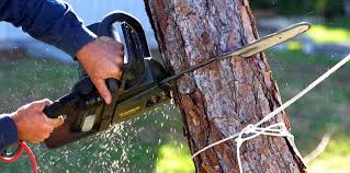 How Our Tree Care Process Works  in  Buckeye, AZ